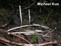 Clavaria fuscata