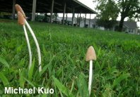 Conocybe deliquescens