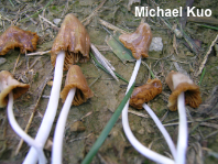 Conocybe deliquescens