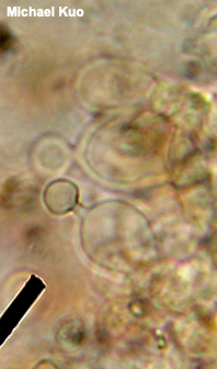 Conocybe siennophylla