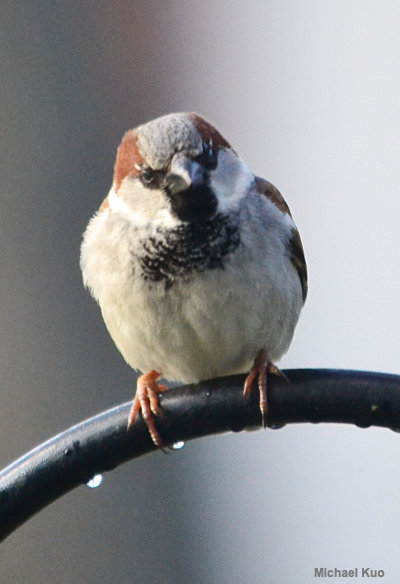 House sparrow