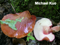 Fistulina hepatica