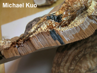 Ganoderma applanatum