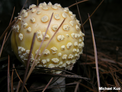 Warts on Amanita muscaria var. guessowii