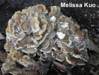 Grifola frondosa