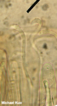 Hemileucoglossum alveolatum