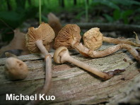 Kuehneromyces marginellus