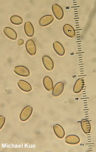 Kuehneromyces marginellus