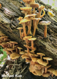 Kuehneromyces marginellus