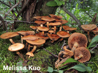 Kuehneromyces mutabilis