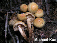 Kuehneromyces mutabilis