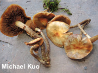 Kuehneromyces mutabilis