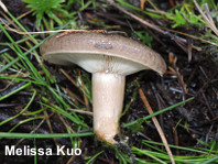 Lactarius mucidus