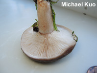 Lactarius mucidus