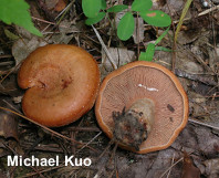 Lactarius peckii