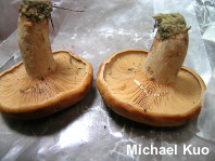 Lactarius peckii