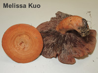 Lactarius peckii