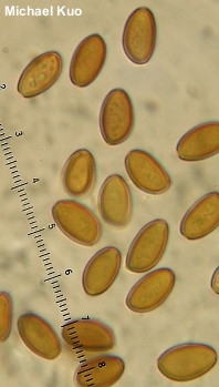 Leratiomyces ceres