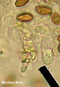 Leratiomyces ceres