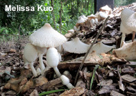 Leucocoprinus cepaestipes