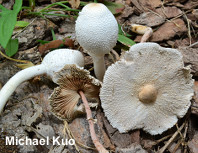 Leucocoprinus cepaestipes