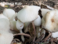 Leucocoprinus cepaestipes