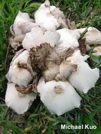 Leucocoprinus cepaestipes