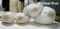 Leucocoprinus cepaestipes