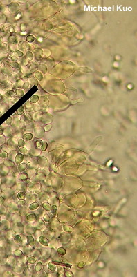 Leucocoprinus cepaestipes