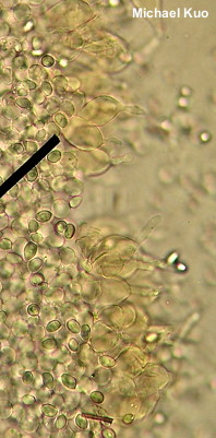 Leucocoprinus cepaestipes