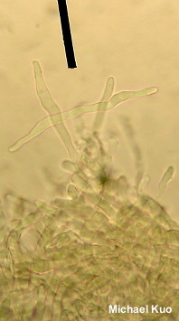 Leucocoprinus cepaestipes