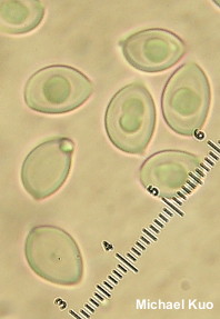 Leucocoprinus cretaceus