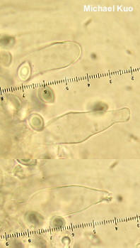 Leucocoprinus cretaceus