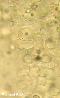 Leucocoprinus cretaceus