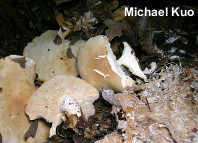 Leucopaxillus laterarius