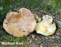 Leucopaxillus tricolor