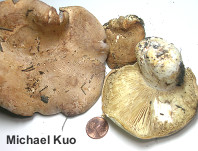 Leucopaxillus tricolor