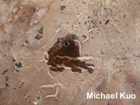 Leucopaxillus tricolor