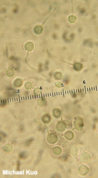 Lycoperdon caudatum