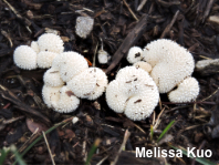 Lycoperdon curtisii