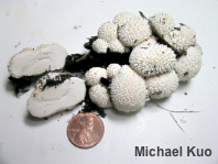 Lycoperdon curtisii