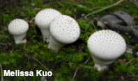 Lycoperdon perlatum