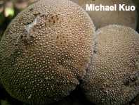 Lycoperdon perlatum