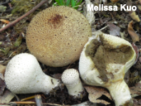 Lycoperdon perlatum