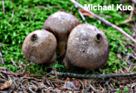 Lycoperdon perlatum