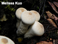 Lycoperdon perlatum