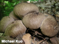 Lycoperdon perlatum