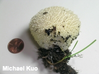 Lycoperdon pulcherrimum