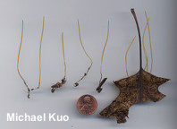 Macrotyphula juncea