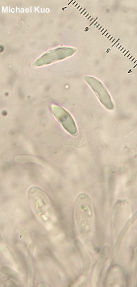 Microglossum olivaceum